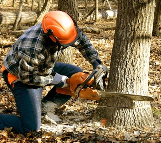 Tree Removal in Mount Clare, WV